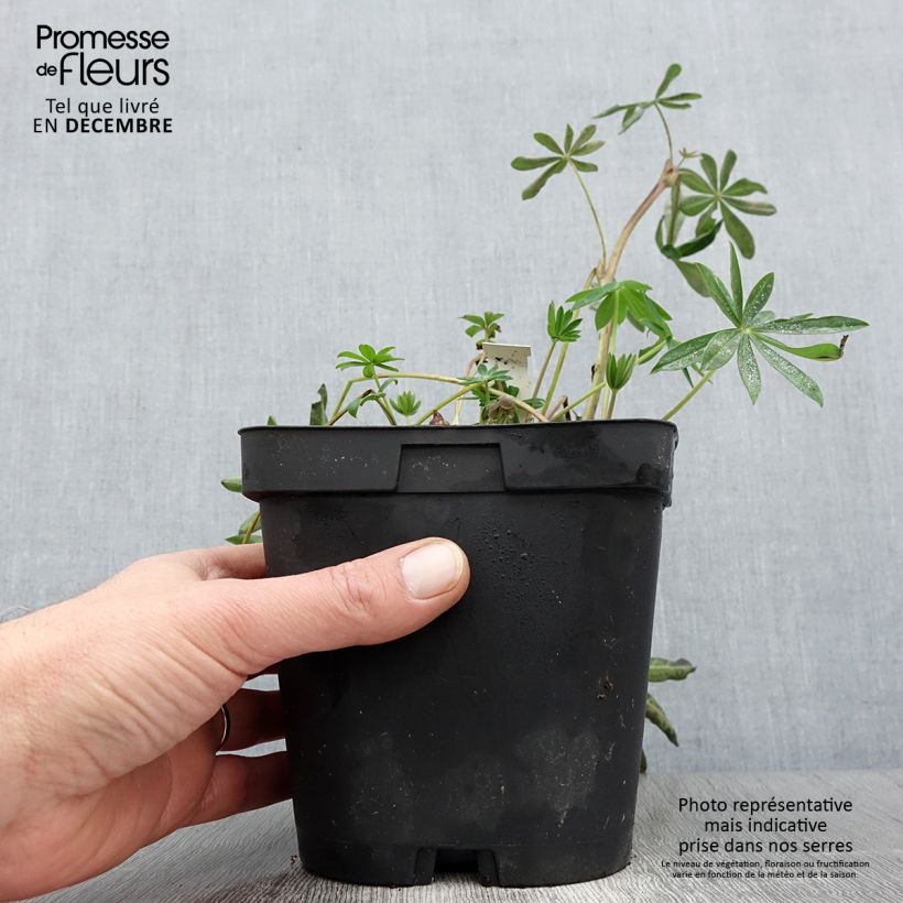 Exemplaar van Lupinus My Castle rood - Lupine Pot van 2 l/3 l zoals geleverd in de herfst