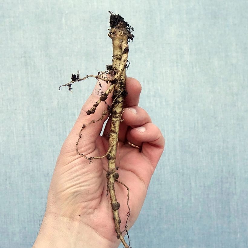 Exemplaar van Lupinus My Castle rood - Lupine Naakte wortel zoals geleverd in de winter