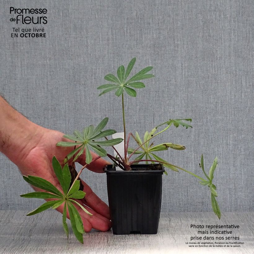 Exemplaar van Lupinus West Country Manhattan Lights - Lupine Kweekpotje van 8/9 cm zoals geleverd in de herfst