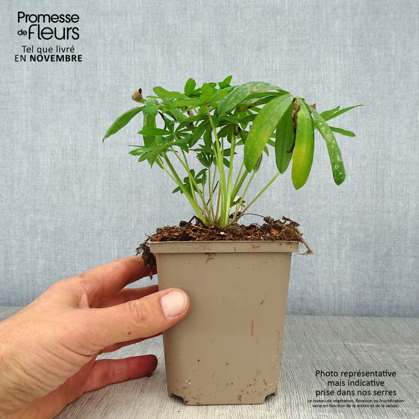 Exemplaar van Lupin West Country Terracotta Pot de 10 cm/11cm zoals geleverd in de herfst