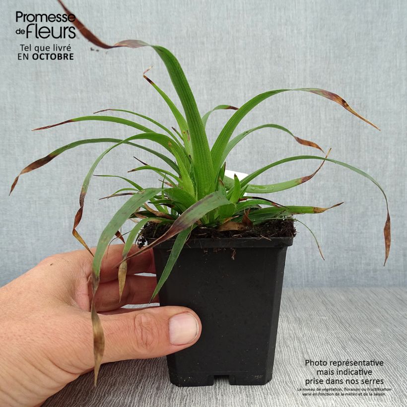 Exemplaar van Luzula sylvatica - Grote veldbies Kweekpotje van 8/9 cm zoals geleverd in de herfst