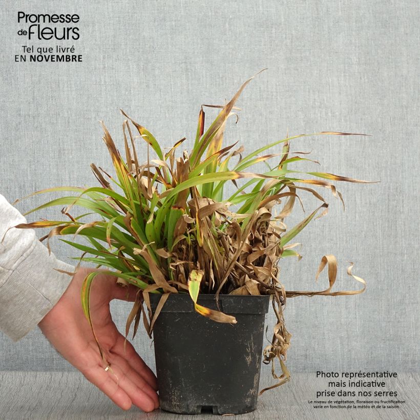 Exemplaar van Luzula sylvatica - Grote veldbies Pot van 2 l/3 l zoals geleverd in de herfst