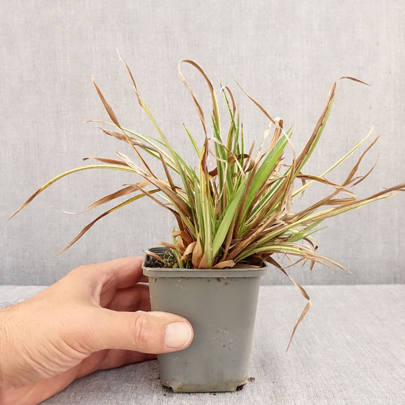 Exemplaar van Luzula sylvatica Surprise - Grote veldbies Kweekpotje van 8/9 cm zoals geleverd in de herfst