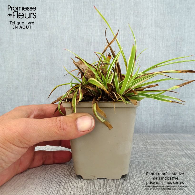 Exemplaar van Luzula sylvatica Surprise - Grote veldbies Kweekpotje van 8/9 cm zoals geleverd in de zomer