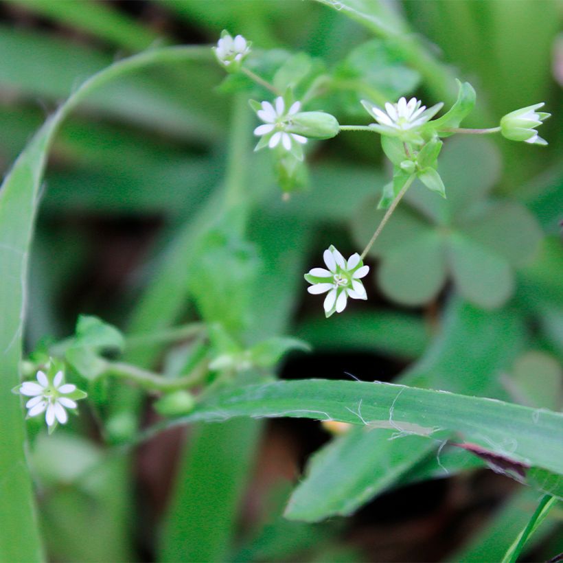Luzula pilosa - Ruige veldbies (Bloei)