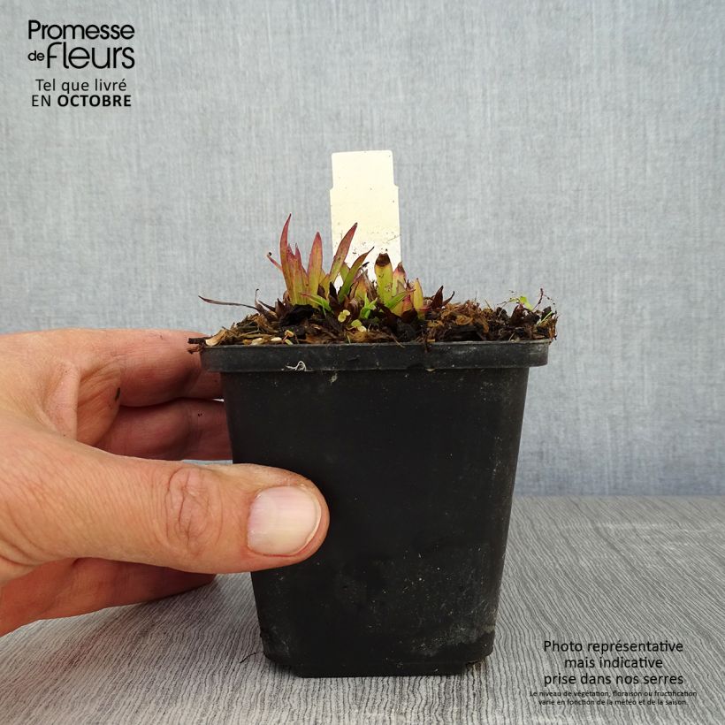 Exemplaar van Lychnis alpina - Alpenpekanjer Kweekpotje van 8/9 cm zoals geleverd in de herfst