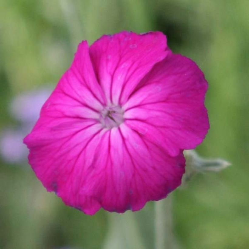 Lychnis coronaria - Prikneus (Bloei)