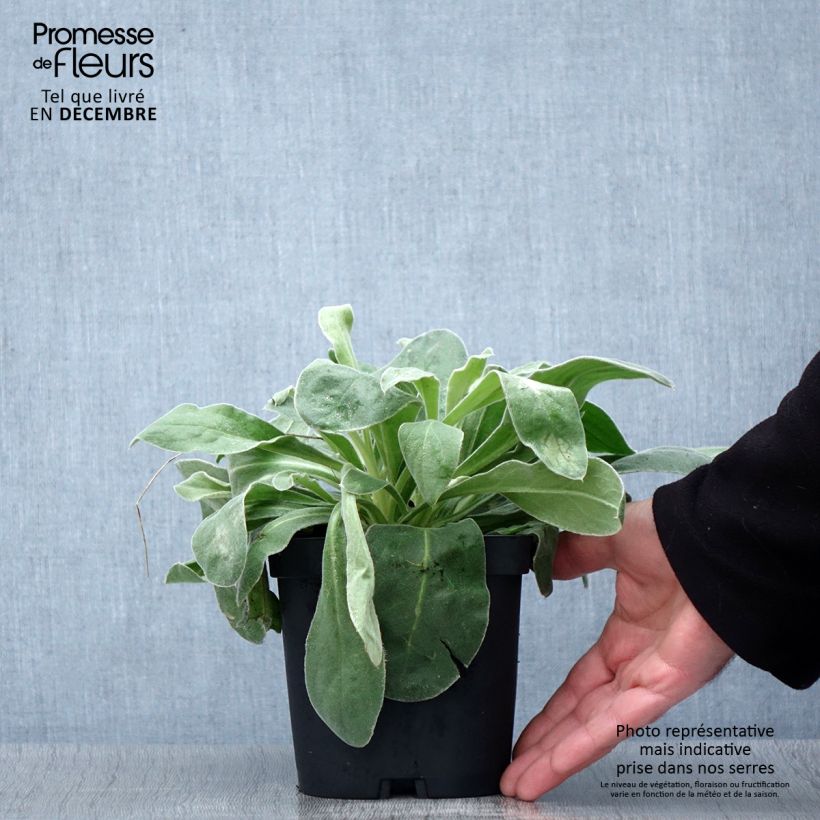 Exemplaar van Lychnis coronaria Alba - Prikneus Pot van 2 l/3 l zoals geleverd in de herfst