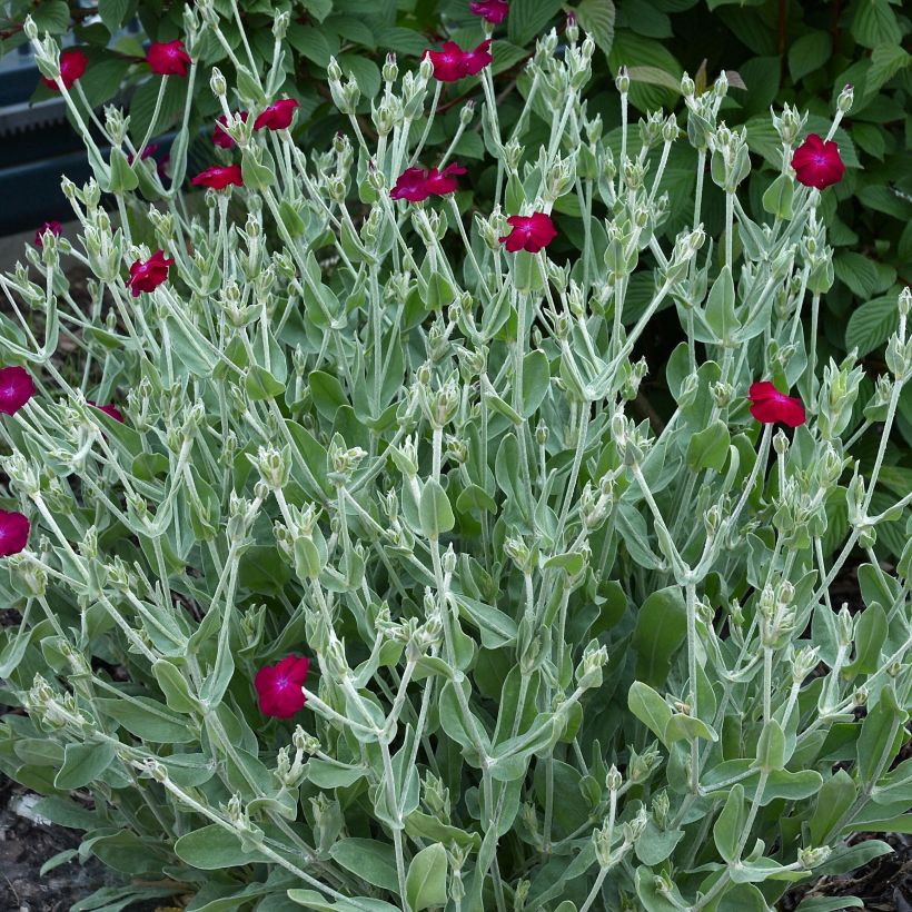 Lychnis coronaria Atrosanguinea - Prikneus (Bloei)