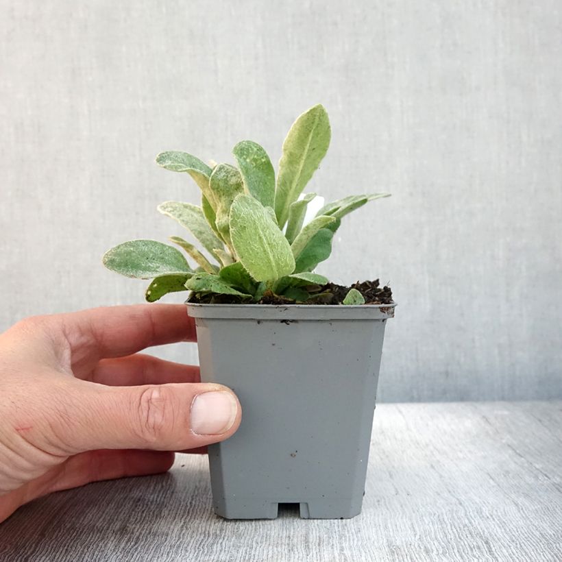 Exemplaar van Lychnis coronaria Atrosanguinea - Prikneus Kweekpotje van 8/9 cm zoals geleverd in de herfst