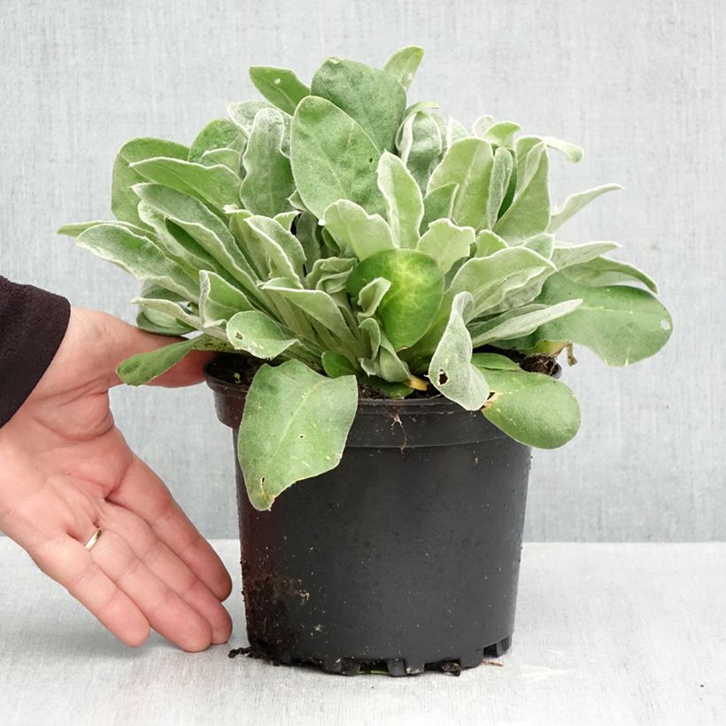 Exemplaar van Lychnis coronaria - Prikneus Pot van 2 l/3 l zoals geleverd in de herfst