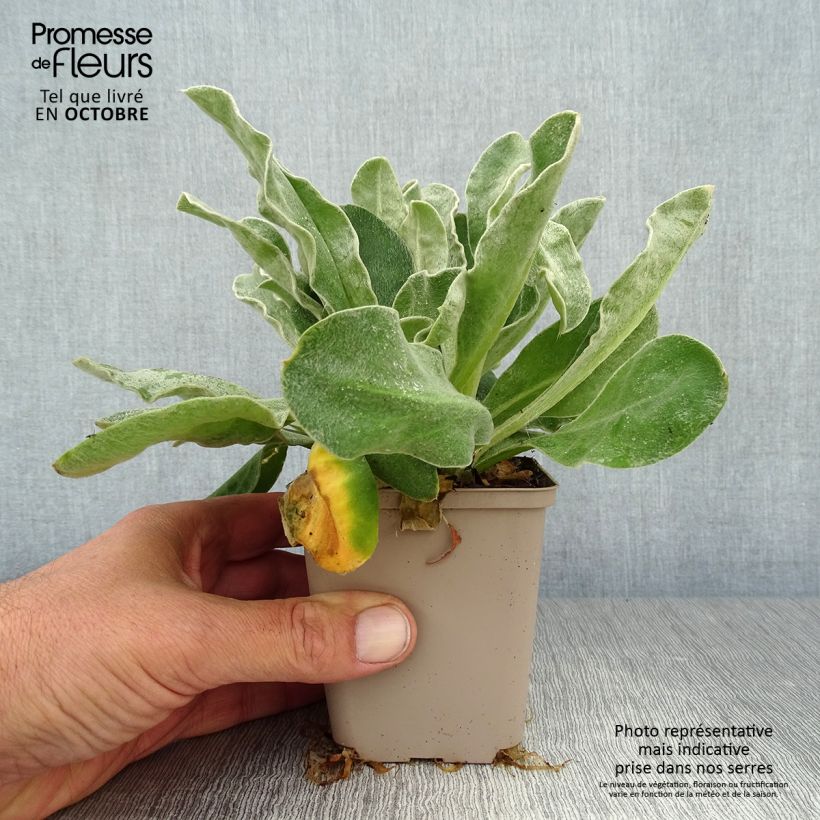 Exemplaar van Lychnis coronaria Gardeners World - Prikneus Kweekpotje van 8/9 cm zoals geleverd in de herfst