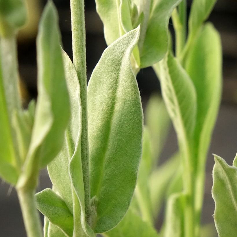 Lychnis coronaria Gardeners World - Prikneus (Blad)