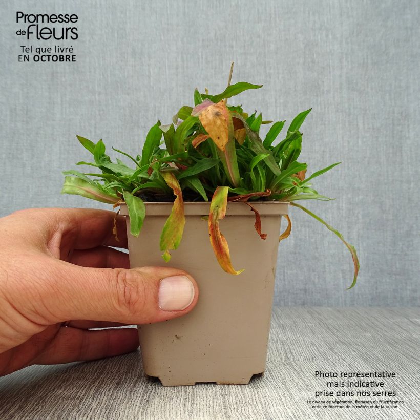Exemplaar van Lychnis flos-cuculi Jenny - Echte koekoeksbloem Kweekpotje van 7/8 cm zoals geleverd in de herfst