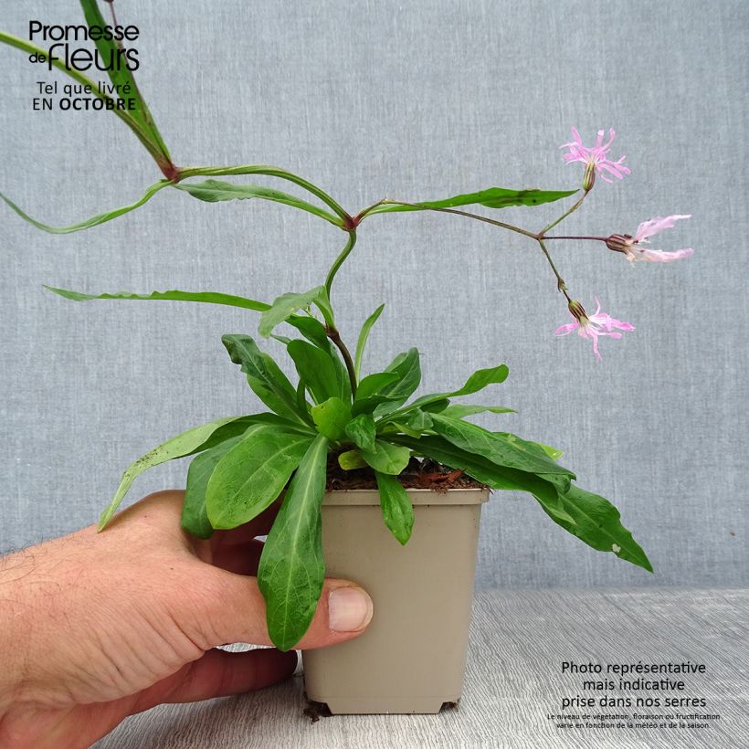 Exemplaar van Lychnis flos-cuculi - Echte koekoeksbloem Kweekpotje van 8/9 cm zoals geleverd in de herfst