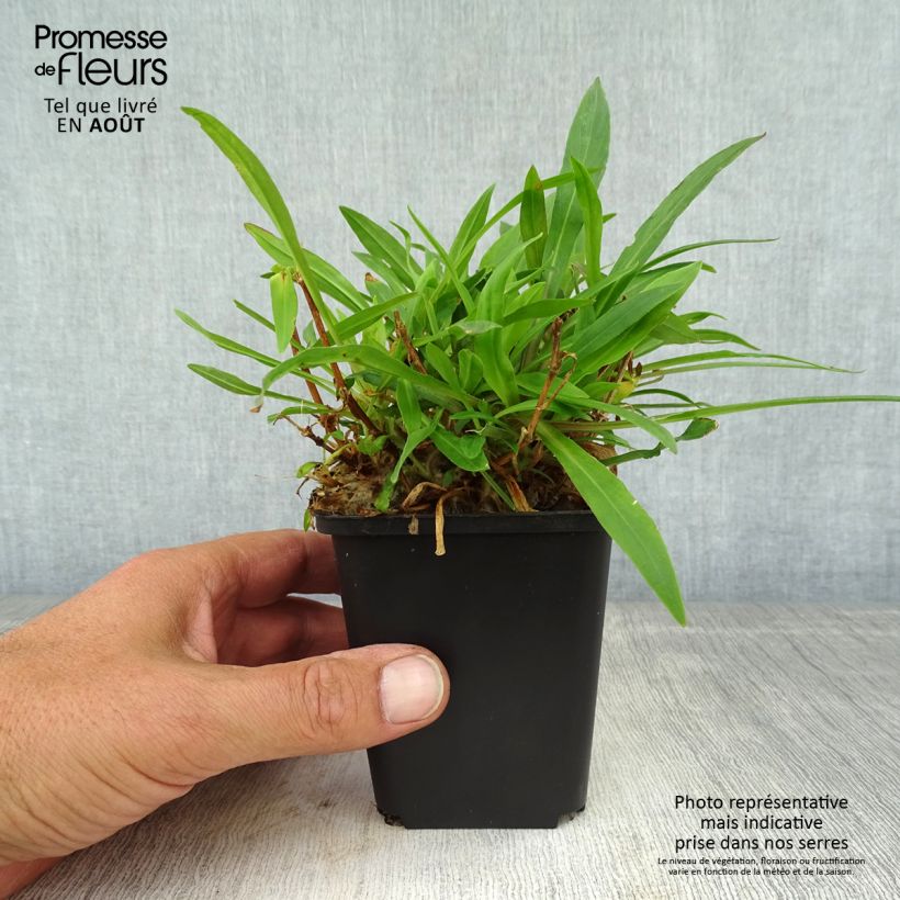 Exemplaar van Lychnis flos-cuculi Petit Henri - Echte koekoeksbloem Kweekpotje van 8/9 cm zoals geleverd in de zomer