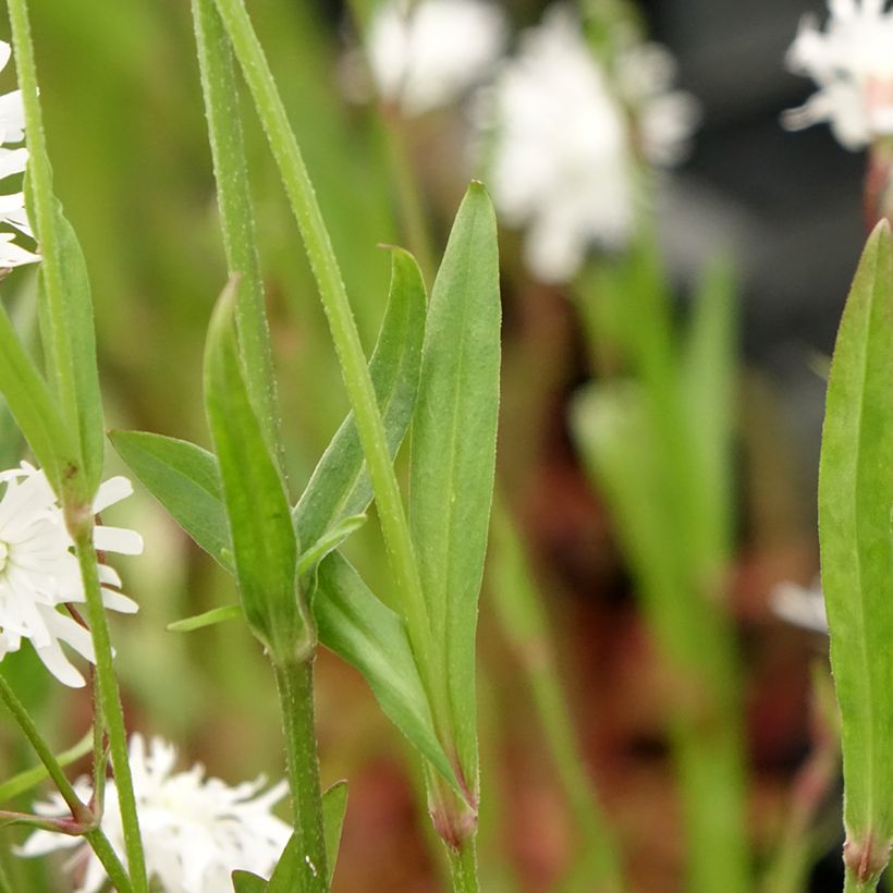 Lychnis flos-cuculi Petit Henri - Echte koekoeksbloem (Blad)