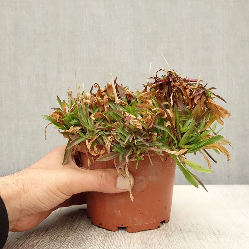 Exemplaar van Lychnis flos-cuculi Petit Henri - Oeillet des prés blanc Pot de 1,5L/2L zoals geleverd in de herfst