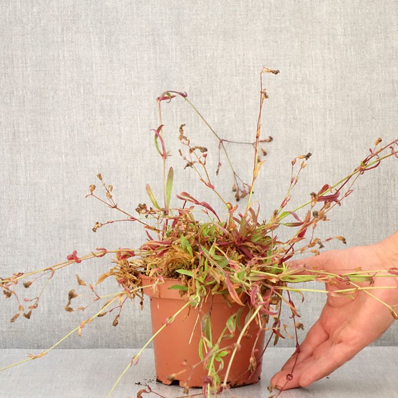 Exemplaar van Lychnis flos-cuculi Petit Henri - Echte koekoeksbloem Pot van 1,5 l/2 l zoals geleverd in de zomer