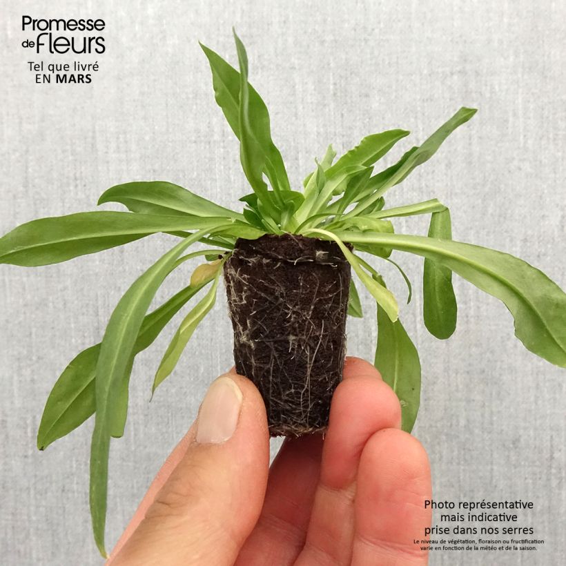 Exemplaar van Lychnis flos-cuculi Petite Jenny - Echte koekoeksbloem Mini-mot Ø 3/4 cm zoals geleverd in de lente