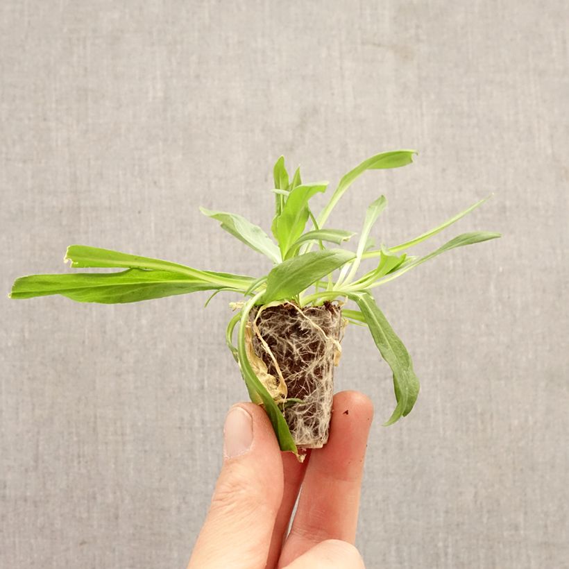 Exemplaar van Lychnis flos-cuculi Petite Jenny - Echte koekoeksbloem Mini-mot Ø 3/4 cm zoals geleverd in de lente