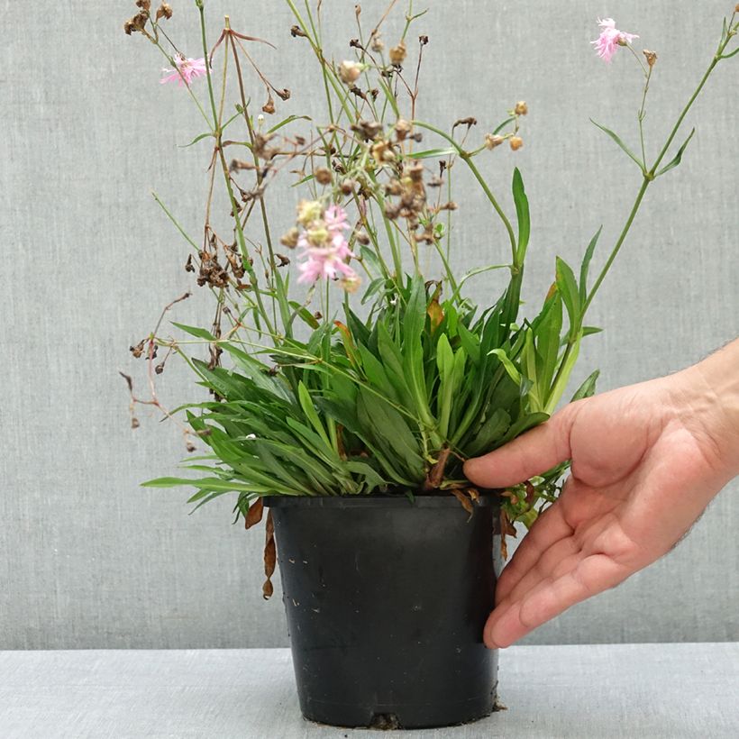 Exemplaar van Lychnis flos-cuculi Petite Jenny - Echte koekoeksbloem Pot van 2 l/3 l zoals geleverd in de zomer