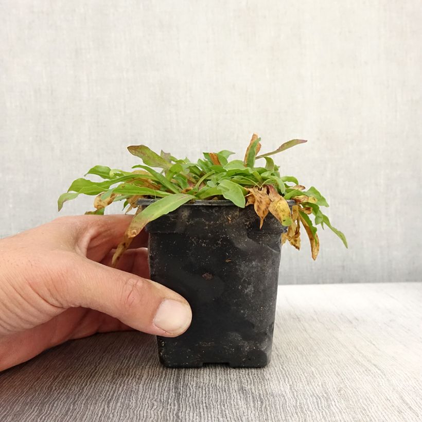 Exemplaar van Lychnis flos-cuculi White Robin - Echte koekoeksbloem Kweekpotje van 7/8 cm zoals geleverd in de herfst