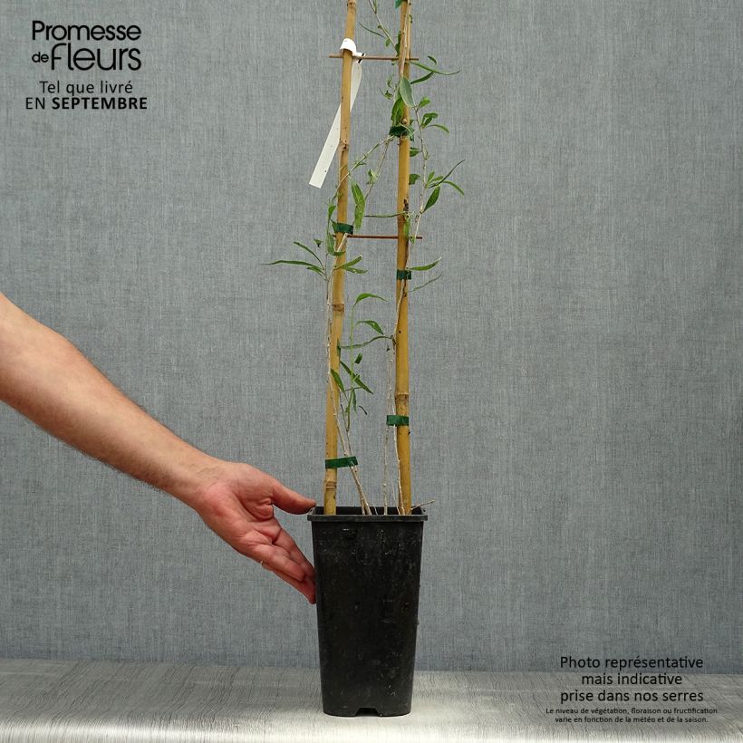 Exemplaar van Chinese boksdoorn - Lycium chinense Pot van 2 l/3 l zoals geleverd in de herfst