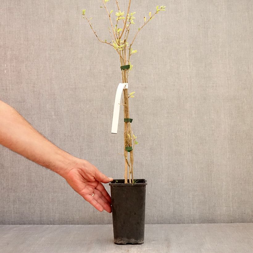 Exemplaar van Chinese boksdoorn - Lycium chinense Pot van 2 l/3 l zoals geleverd in de zomer