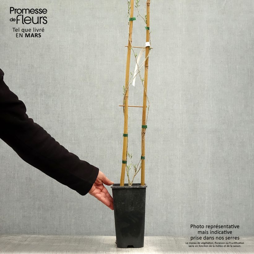 Exemplaar van Chinese boksdoorn - Lycium chinense Pot van 2 l/3 l zoals geleverd in de lente