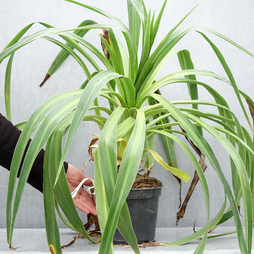 Exemplaar van Beschorneria albiflora - Mexicaanse lelie Pot van 3 l/4 l zoals geleverd in de lente