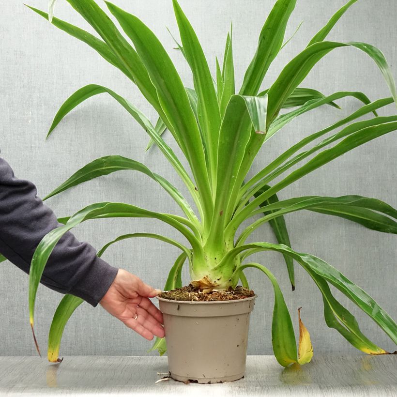 Exemplaar van Beschorneria albiflora - Mexicaanse lelie Pot van 3 l/4 l zoals geleverd in de zomer