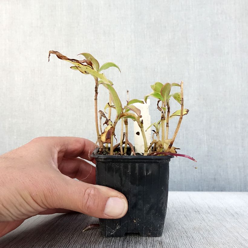 Exemplaar van Tricyrtis formosana Autumn Glow - Paddenlelie Kweekpotje van 8/9 cm zoals geleverd in de herfst