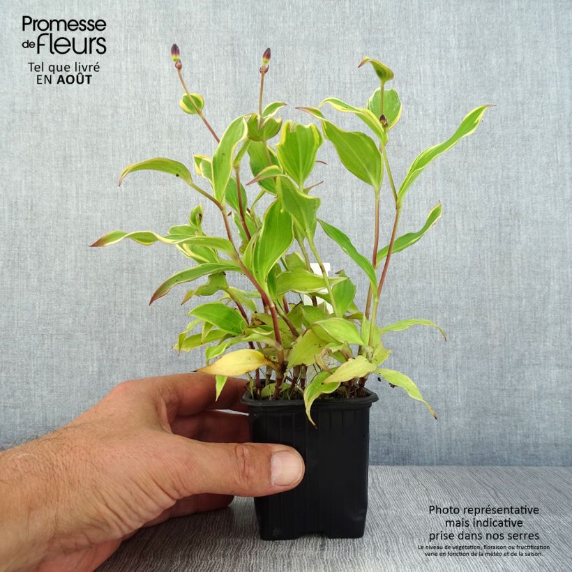 Exemplaar van Tricyrtis formosana Autumn Glow - Paddenlelie Kweekpotje van 8/9 cm zoals geleverd in de zomer