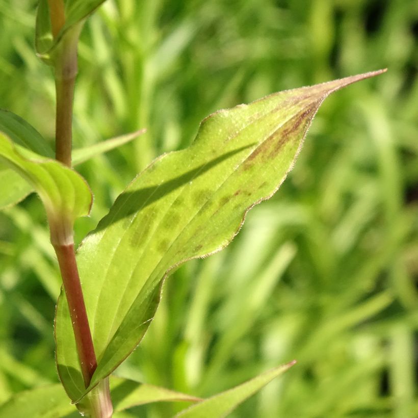 Tricyrtis formosana Dark Beauty - Paddenlelie (Blad)