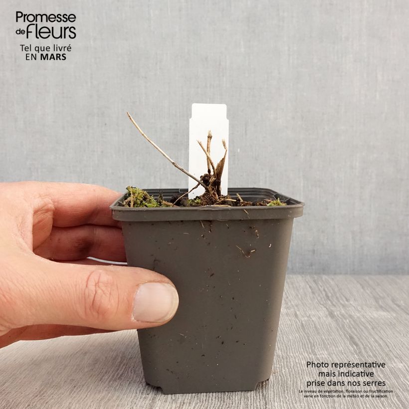 Exemplaar van Tricyrtis formosana Dark Beauty - Paddenlelie Kweekpotje van 8/9 cm zoals geleverd in de lente