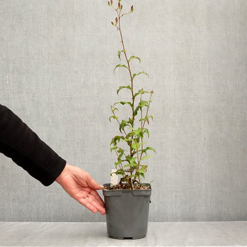 Exemplaar van Tricyrtis formosana Dark Beauty - Paddenlelie Pot van 2 l/3 l zoals geleverd in de herfst