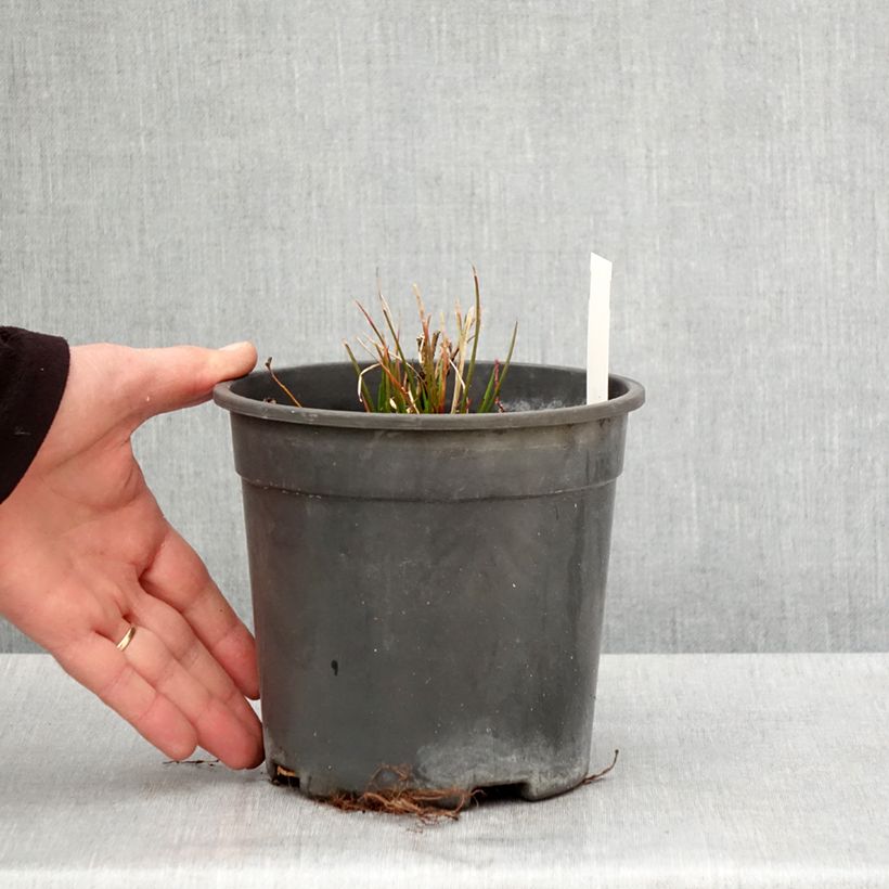 Exemplaar van Tricyrtis formosana Dark Beauty - Paddenlelie Pot van 2 l/3 l zoals geleverd in de lente