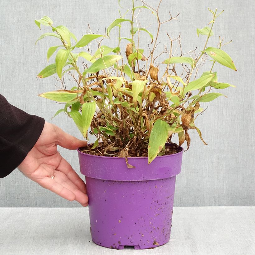 Exemplaar van Tricyrtis formosana Pink Freckles - Paddenlelie Pot van 2 l/3 l zoals geleverd in de herfst