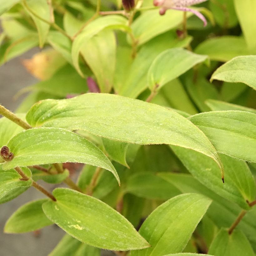 Tricyrtis formosana Pink Freckles - Paddenlelie (Blad)