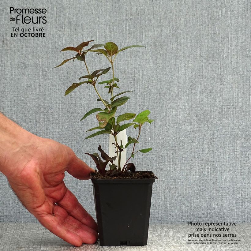Exemplaar van Lysimachia ciliata Fire Cracker - Wederik Kweekpotje van 8/9 cm zoals geleverd in de herfst