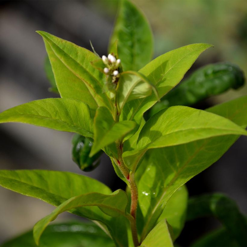 Lysimachia clethroides - Witte troswederik (Foliage)