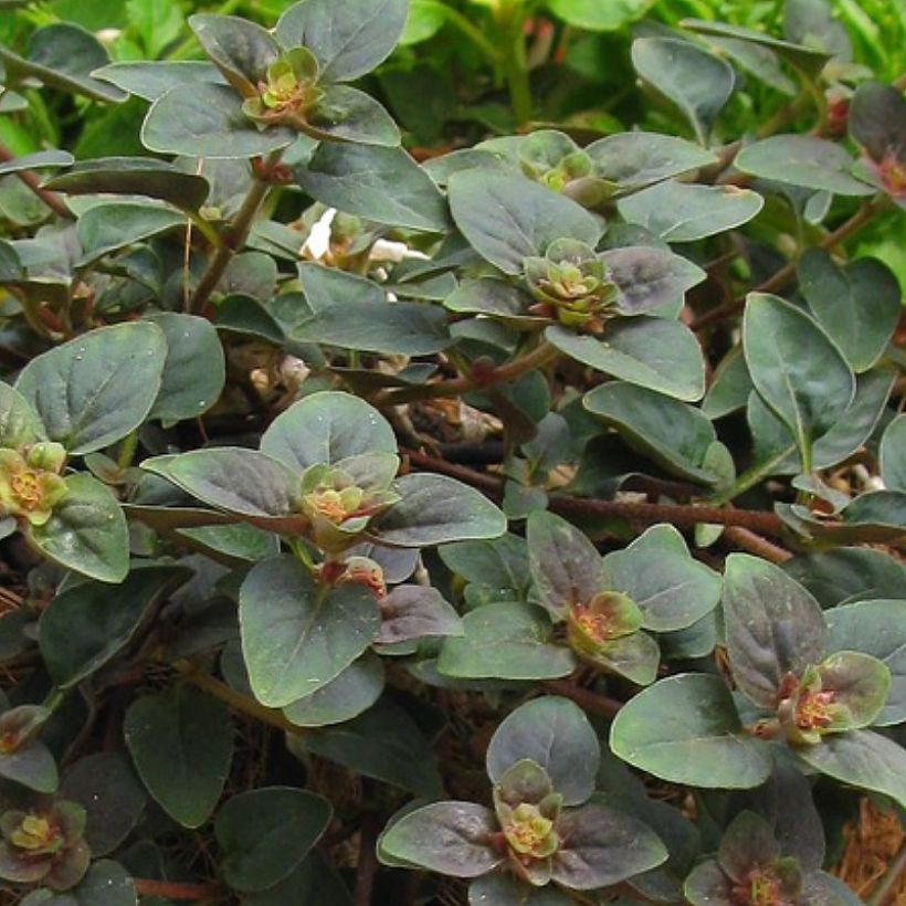 Lysimachia congestiflora Persian Chocolate - Wederik (Blad)