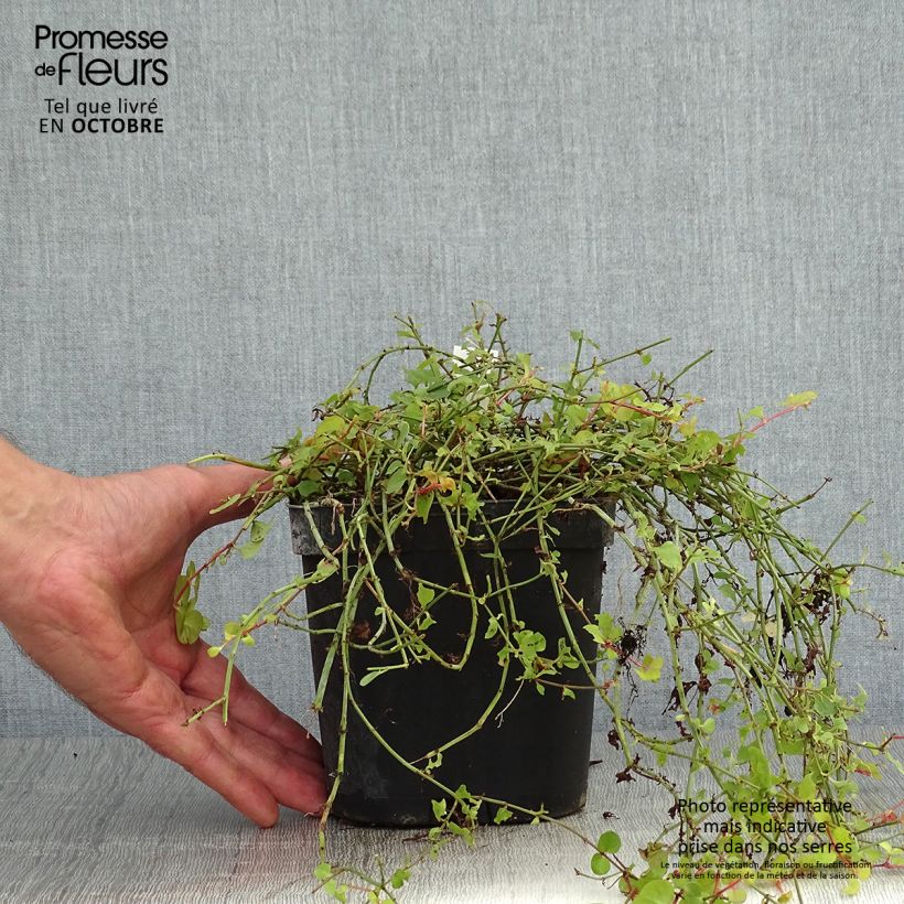 Exemplaar van Lysimachia nummularia Aurea - Penningkruid Pot van 2 l/3 l zoals geleverd in de herfst