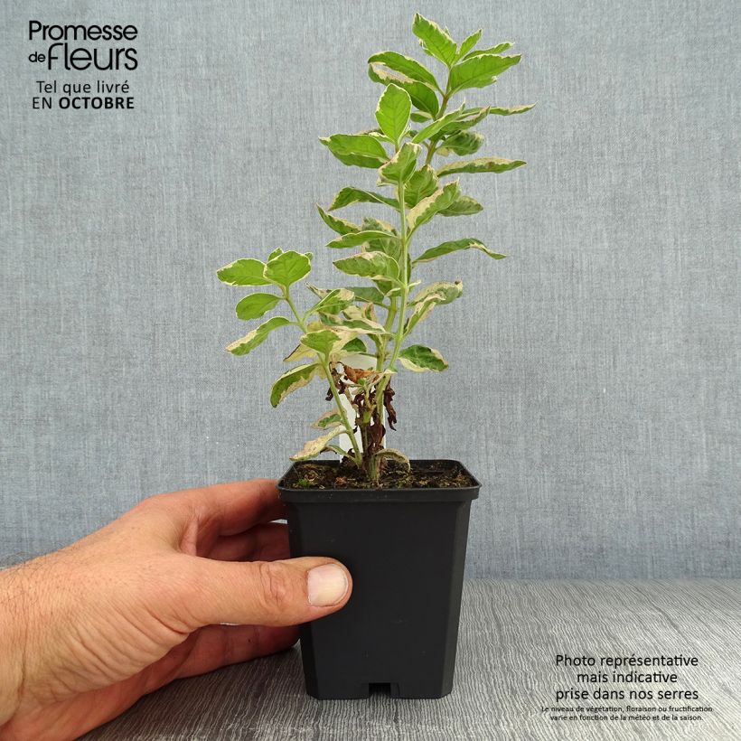 Exemplaar van Lysimachia punctata Alexander - Puntwederik Kweekpotje van 8/9 cm zoals geleverd in de herfst