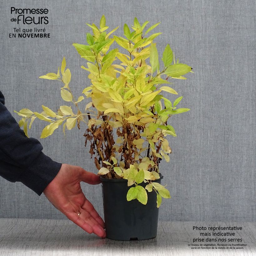 Exemplaar van Lysimachia punctata - Puntwederik Pot van 2 l/3 l zoals geleverd in de herfst