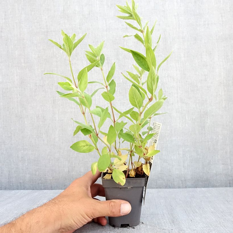 Exemplaar van Lysimachia punctata - Puntwederik Kweekpotje van 8/9 cm zoals geleverd in de zomer