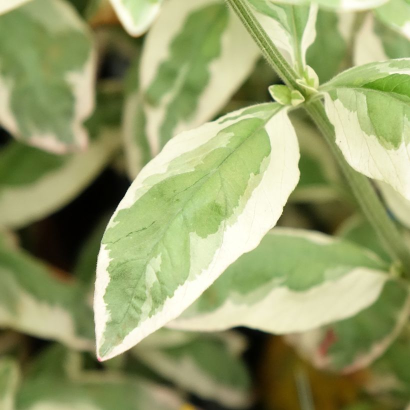 Lysimachia punctata Variegata - Puntwederik (Blad)