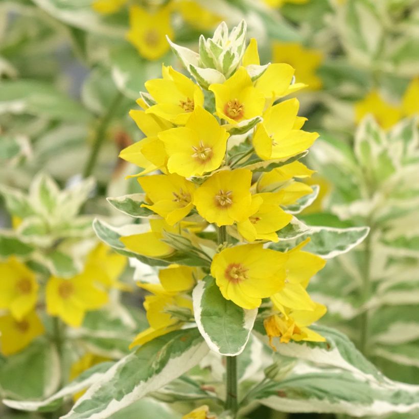 Lysimachia punctata Variegata - Puntwederik (Bloei)