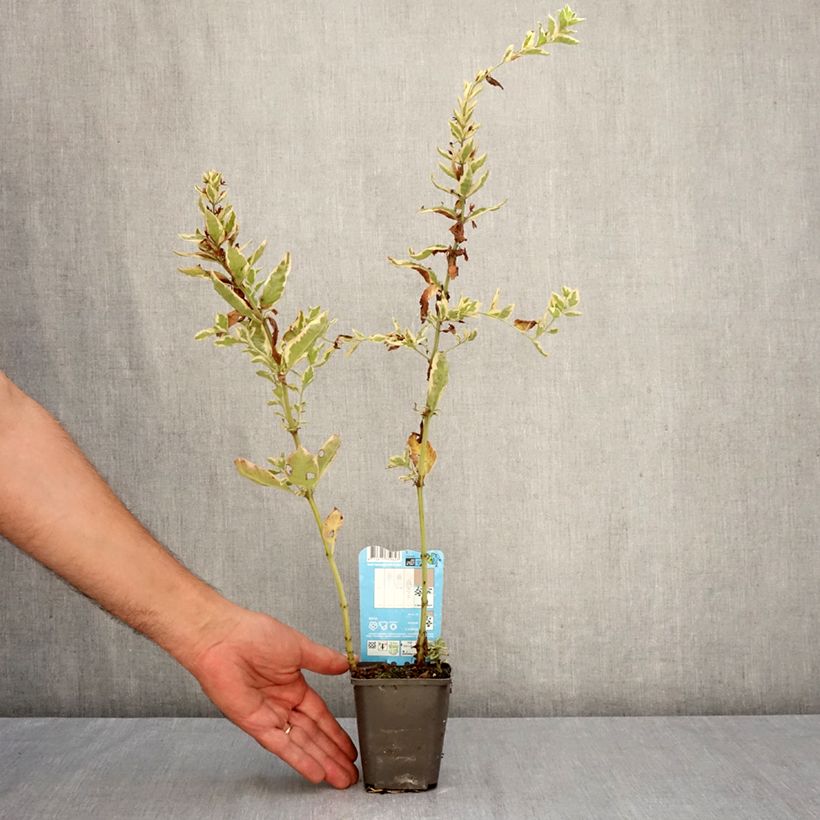 Exemplaar van Lysimachia punctata Variegata - Puntwederik Kweekpotje van 8/9 cm zoals geleverd in de herfst